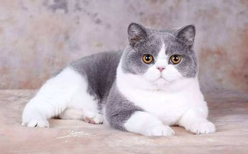 小猫钓鱼大班教案7篇