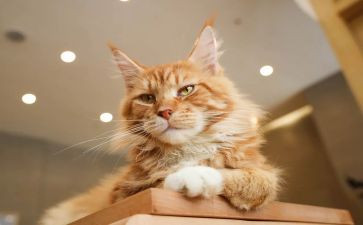 爱护猫的演讲稿推荐5篇