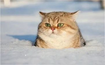 画猫的教案8篇