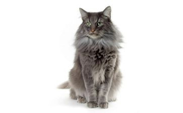 猫与老鼠体育教案6篇