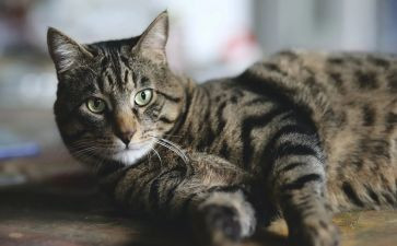 大班绘画猫教案5篇
