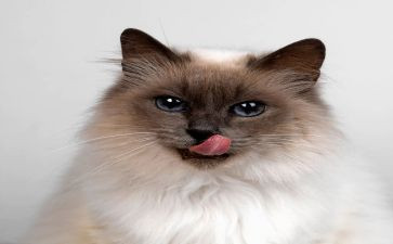 写大熊猫的作文最新8篇