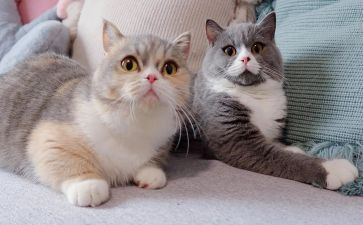 猫的自述作文500字8篇