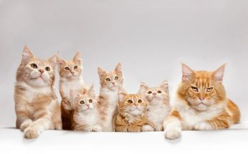 猫教学教案及反思推荐6篇