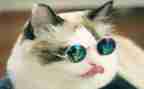 猫与老鼠中班教案8篇
