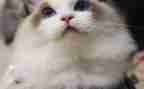猫教学教案及反思最新8篇