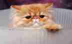 猫武士的读后感6篇