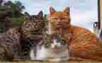 音乐大猫小猫音乐教案6篇