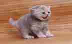 猫教学教案及反思模板5篇
