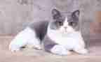 小猫钓鱼大班教案7篇