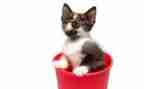 我是猫幼儿园教案7篇