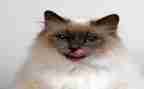 写大熊猫的作文最新8篇