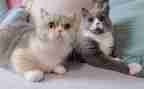 猫的自述作文500字8篇