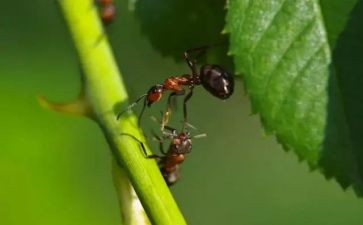 逗蚂蚁教案反思6篇