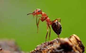 蚂蚁搬豆体育教案6篇