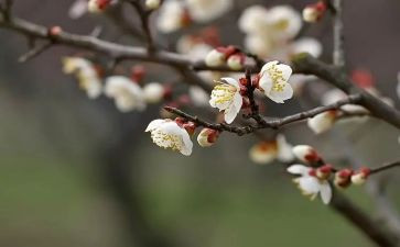踏雪寻梅音乐教案6篇