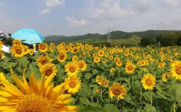 最美辅导员事迹材料6篇