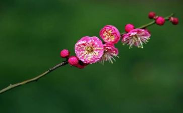 幼儿园腊梅花教案6篇