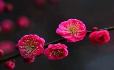 梅花吹画教案8篇