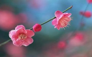 梅花的演讲稿6篇