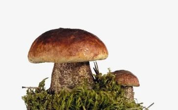 中班小蘑菇教案5篇