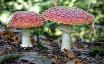 中班语言采蘑菇教案5篇
