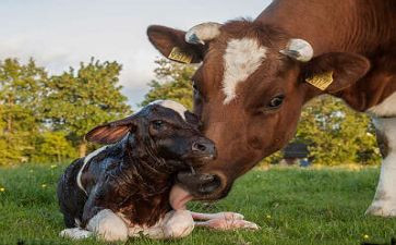 中班爱吃水果的牛教案6篇