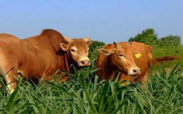 小班语言爱吃水果的牛教案7篇