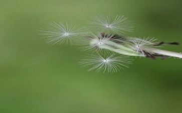 蒲公英的教案优质6篇