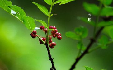 七月的天山教案5篇