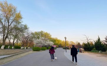 母鸡和萝丝去散步绘本教案6篇