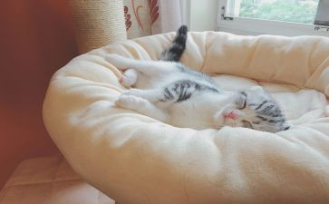 小猪睡觉音乐教案6篇