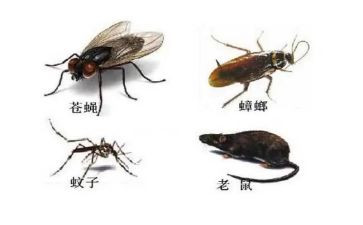 2024年除四害工作总结推荐6篇