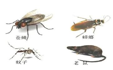 2024年除四害工作总结6篇