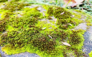苔的演讲稿精选7篇