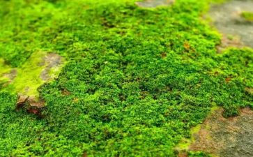 苔的演讲稿通用5篇