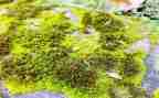 苔的演讲稿精选7篇
