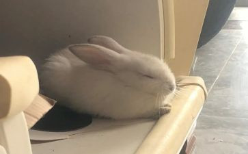 折兔子的教案7篇