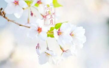 小班五月份工作总结7篇