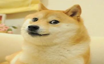 微笑的猫演讲稿5篇