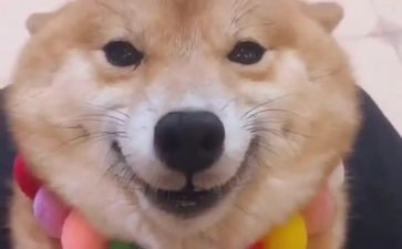 微笑的猫演讲稿优质7篇