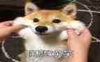 的笑作文600字6篇