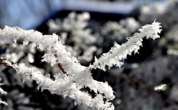 调查雪的知识调查报告8篇