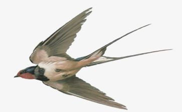 有只小燕子教案最新7篇