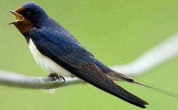 大班小燕子教案8篇