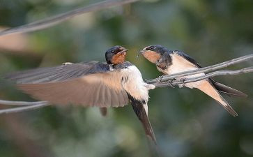 有只小燕子教案6篇