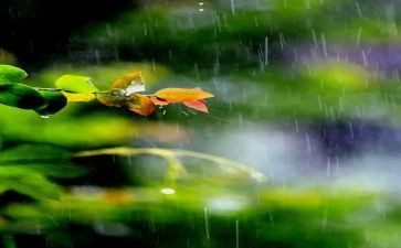 幼儿园大班雨来了教案6篇