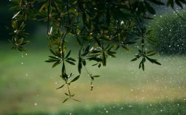 大班科学雨来了教案最新7篇