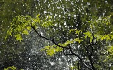 中班语言诗歌春雨教案8篇