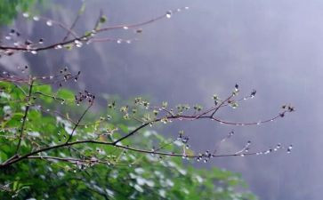 作文雨600字初中作文模板5篇